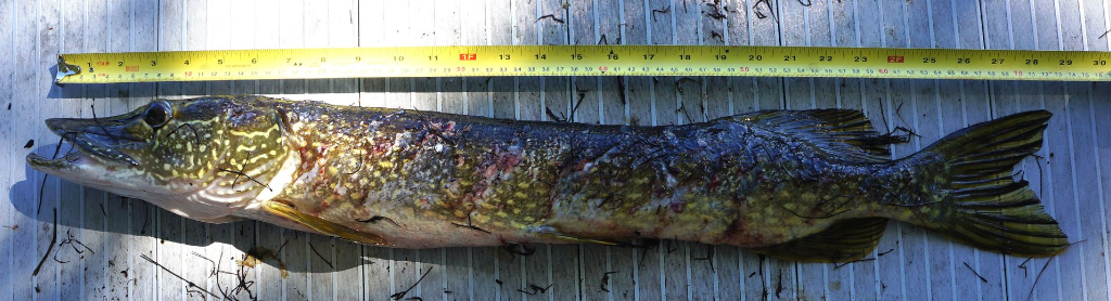Largemouth Bass: Species Information: Fisheries: Fish & Wildlife: Maine  Dept of Inland Fisheries and Wildlife